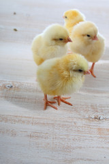 Yellow chickens on a  wooden background
