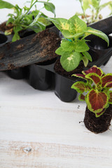 Seedlings of flowers