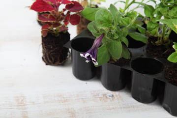 Seedlings of flowers