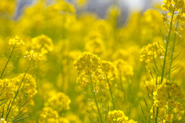 Obraz premium 菜の花畑（二宮町吾妻山公園）