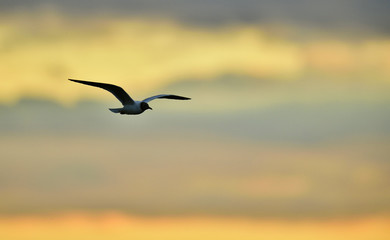 Naklejka premium Black-headed Gull (Larus ridibundus) flying on sunset. Natural sunset red sky background,