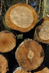 Pnie © KrólestwoNauki