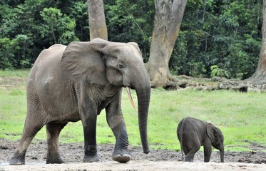 The elephant calf  with  elephant cow The African Forest Elephant, Loxodonta africana cyclotis. At the Dzanga saline (a forest clearing) Central African Republic, Dzanga Sangha