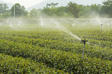 water sprinkler at the tea farm