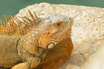 Bright orange iguana (Iguana iguana) sunning of rock with water