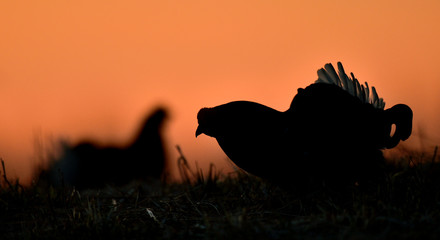 Birkhuhn, black grouse (Tetrao tetrix), blackgame (Lyrurus tetrix). Close up Portrait of a lekking black grouse (Tetrao tetrix)