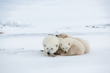 Obraz na płótnie Canvas Polar she-bear with cubs. A Polar she-bear with two small bear cubs on the snow. 