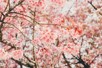 Wild himalayan cherry flower with filter effect retro vintage st