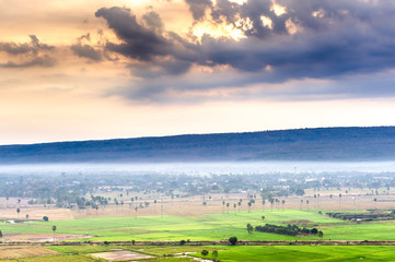 Fototapeta premium Rice cultivation