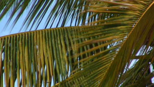 Close-up of green and yellow palm fronds in the wind in Hawaii.