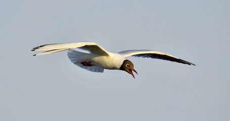 Fototapeta na wymiar Black-headed Gull in flight
