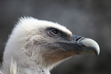 Vulture