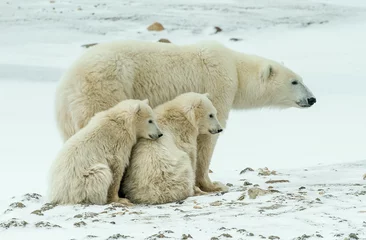 Wall murals Icebear Polar she-bear with cubs. A Polar she-bear with two small bear cubs on the snow.  