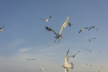 Soaring seagull flock at a shore in a sunny day