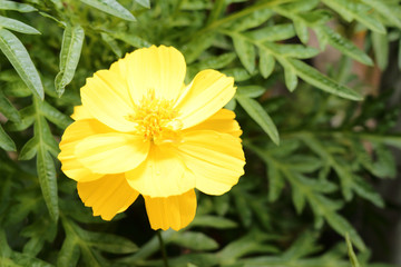 fresh yellow flowers in garden