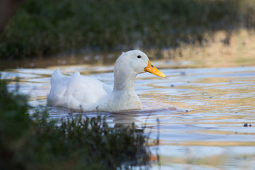 Swimmming white domesticated duck in nature.