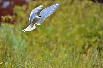  Adult common tern in flight