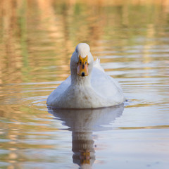 Swimmming white domesticated duck in nature.