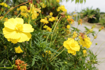 fresh yellow flowers in garden