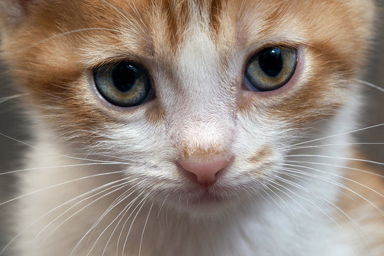 Портрет котенка крупно. Котенок белый с рыжим. Красивые глаза и мех. Котенок маленький, симпатичный. Домашний питомец. Котенок недавно родился