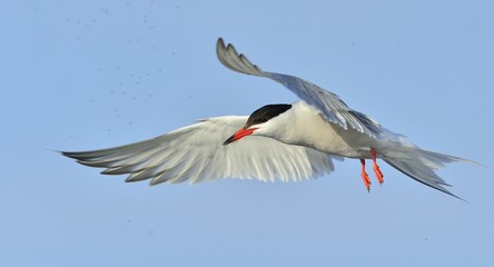  Adult common tern in flight on the blue sky background. Blue Sky background
