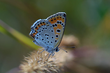 Fototapeta na wymiar Kelebek - Butterfly
