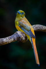 Orange-breasted Trogon (Harpactes oreskios) turn his head  