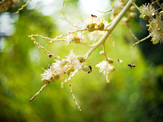 Palm flower.