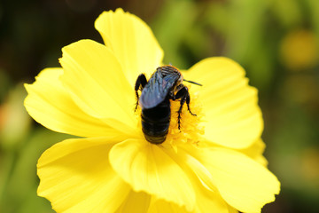 hornet on fresh yellow flower in garden