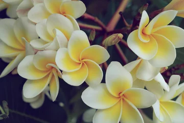 Zelfklevend Fotobehang white frangipani tropical flower, plumeria flower fresh blooming © sutichak