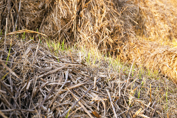 packed straw ,  cereals