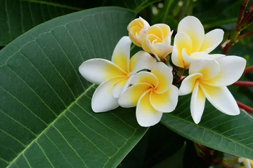 Zelfklevend Fotobehang witte frangipani tropische bloem, plumeria bloem vers bloeiend © sutichak