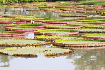 Many giant lily pad in the river 