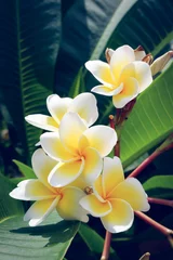 Abwaschbare Fototapete Frangipani white frangipani tropical flower, plumeria flower fresh blooming