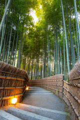 Arashiyama Bamboo Forest