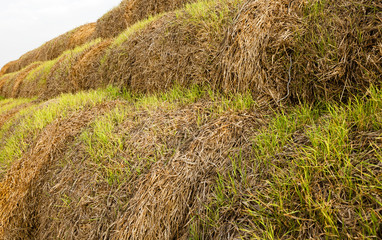 wheat germ , sprout 