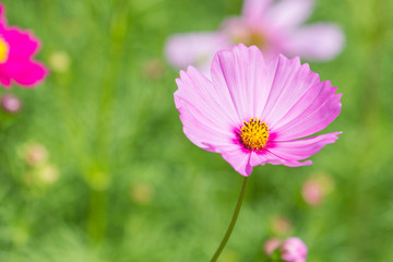 Fototapeta premium Cosmos flowers