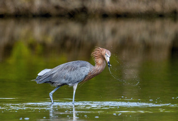 Little Blue Heron (Egretta caerulea) fishing