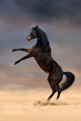 Fototapeta premium Beautiful bay mare rearing up in sand