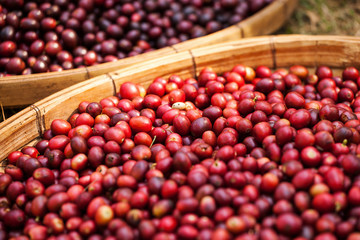 red berry coffee on Tree