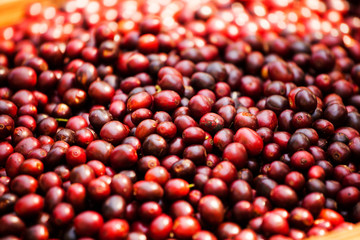 red berry coffee on Tree