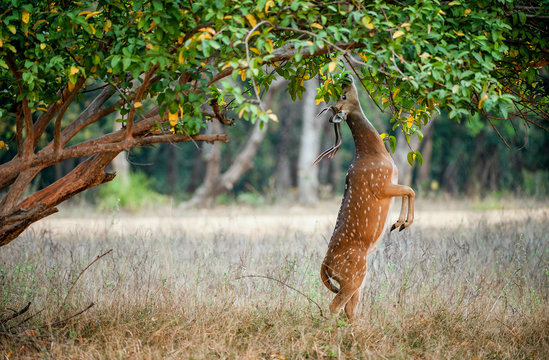 Eating wild  male cheetal deer (Axis Axis). India