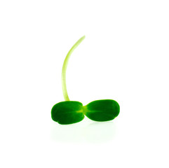 sun flower isolated on white background.