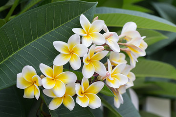 Fototapeta na wymiar white frangipani tropical flower, plumeria flower blooming