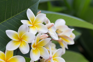 white frangipani tropical flower, plumeria flower blooming