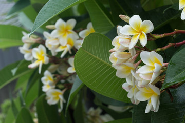 white frangipani plumeria tropical flower with water drops
