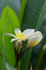 Fototapeta na wymiar white frangipani plumeria tropical flower with water drops