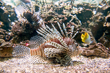 Pesce scorpione