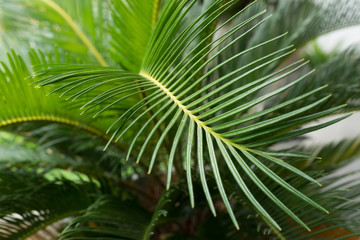 green leaf natural background