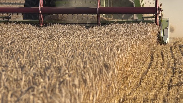 Farm combine thresher machine cutting harvesting ripe wheat rye barley cereal ears in farmland. Focus change closeup shot. 4K
